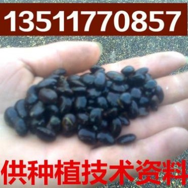 林木种子 绿化苗木种子 国槐种子 速生国槐种子 供种植资料